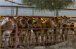 Kerala takes lead against new cattle slaughter rules, to approach PM